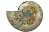 Cut & Polished Ammonite Fossil (Half) - Madagascar #347833-1
